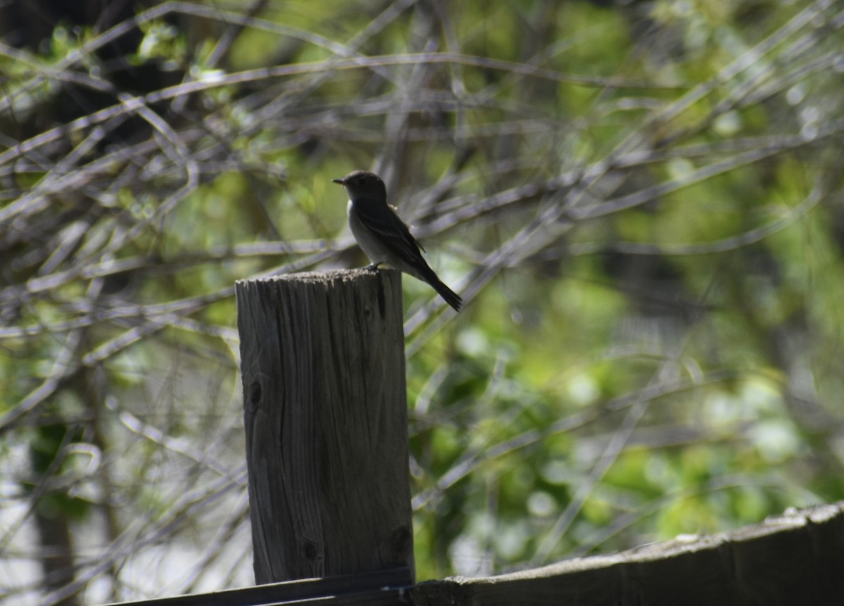 Dusky Flycatcher - Isaiah Woodard