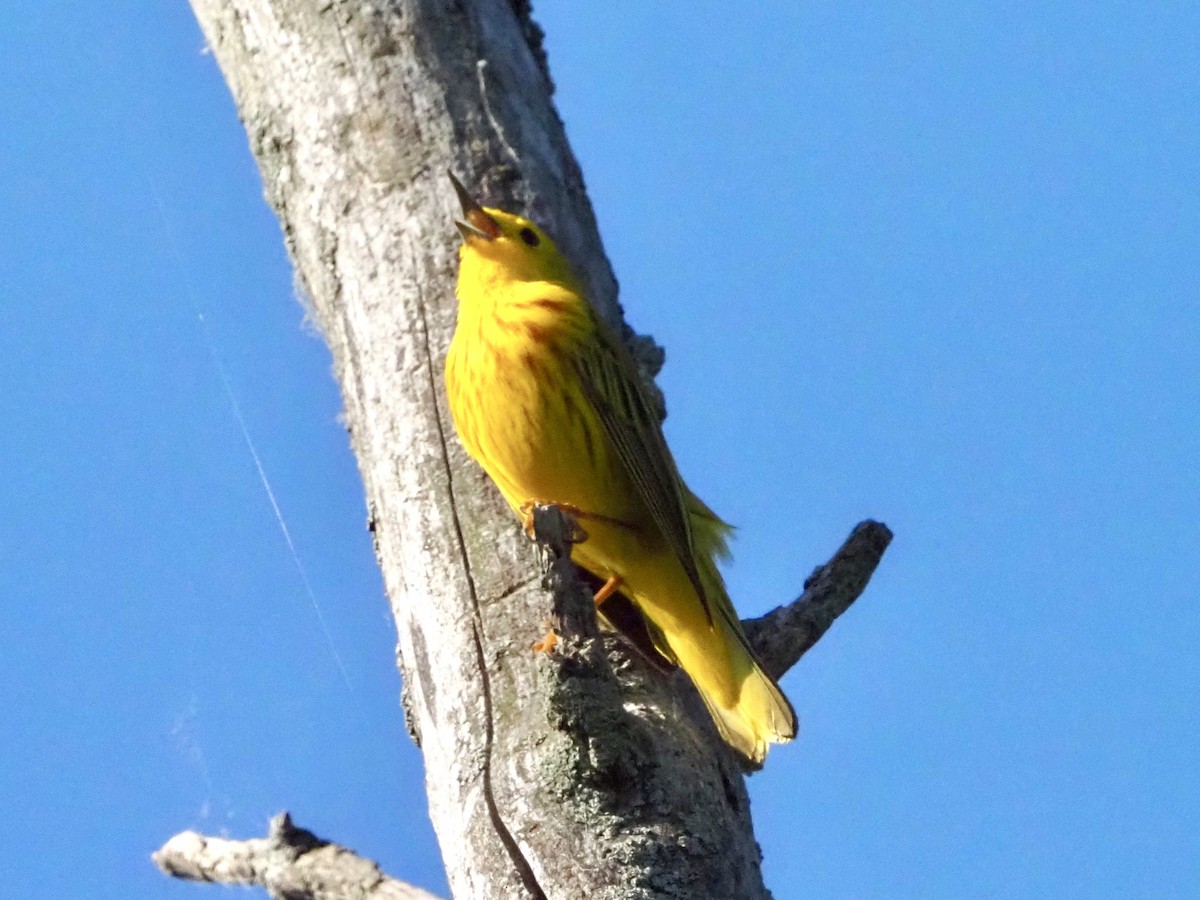 Yellow Warbler - David Zook