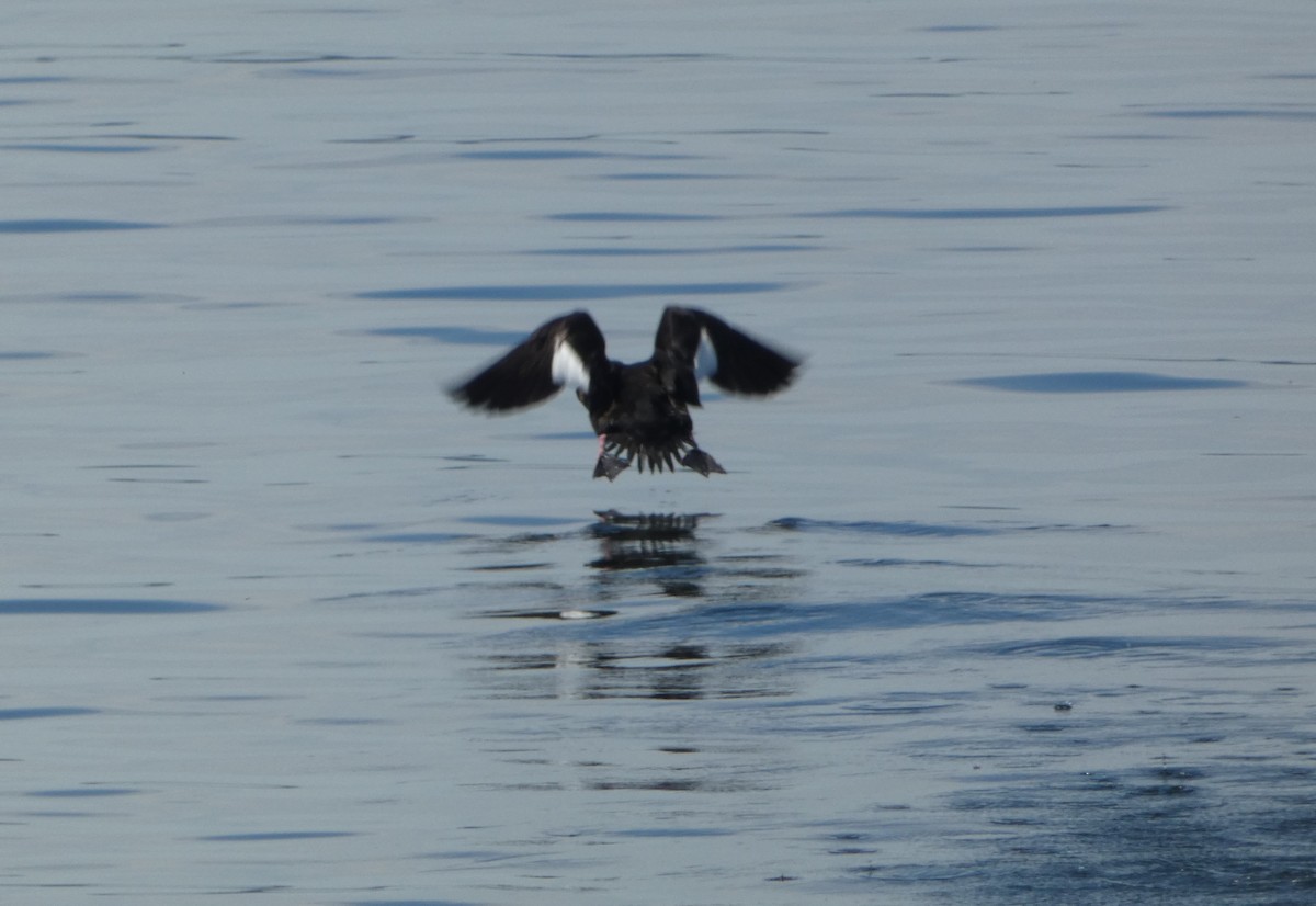 White-winged Scoter - louis fradette