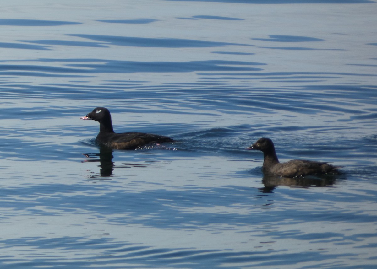 White-winged Scoter - louis fradette