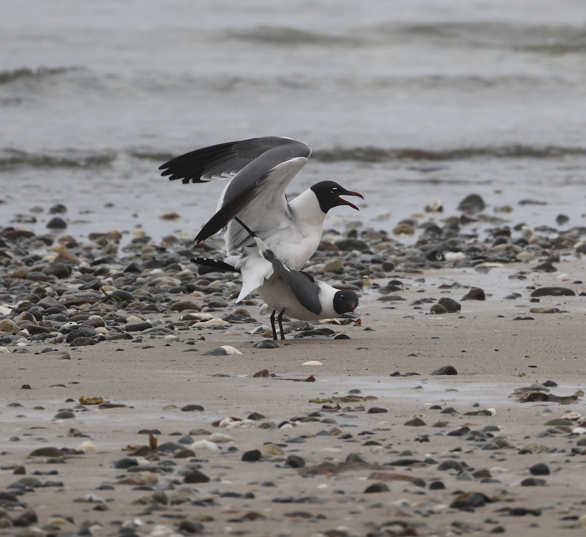 Laughing Gull - Ross Sormani