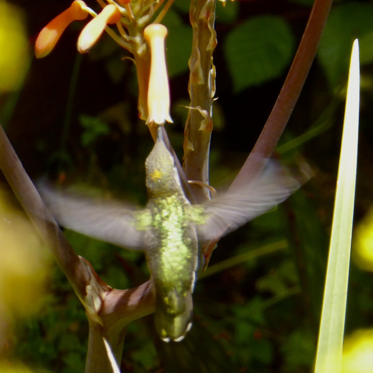 Anna's Hummingbird - Anonymous