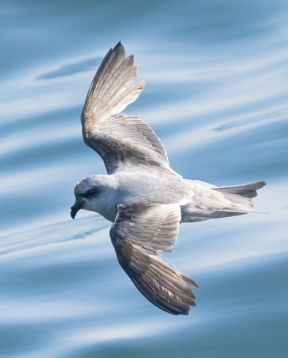 Fork-tailed Storm-Petrel - ML619506959