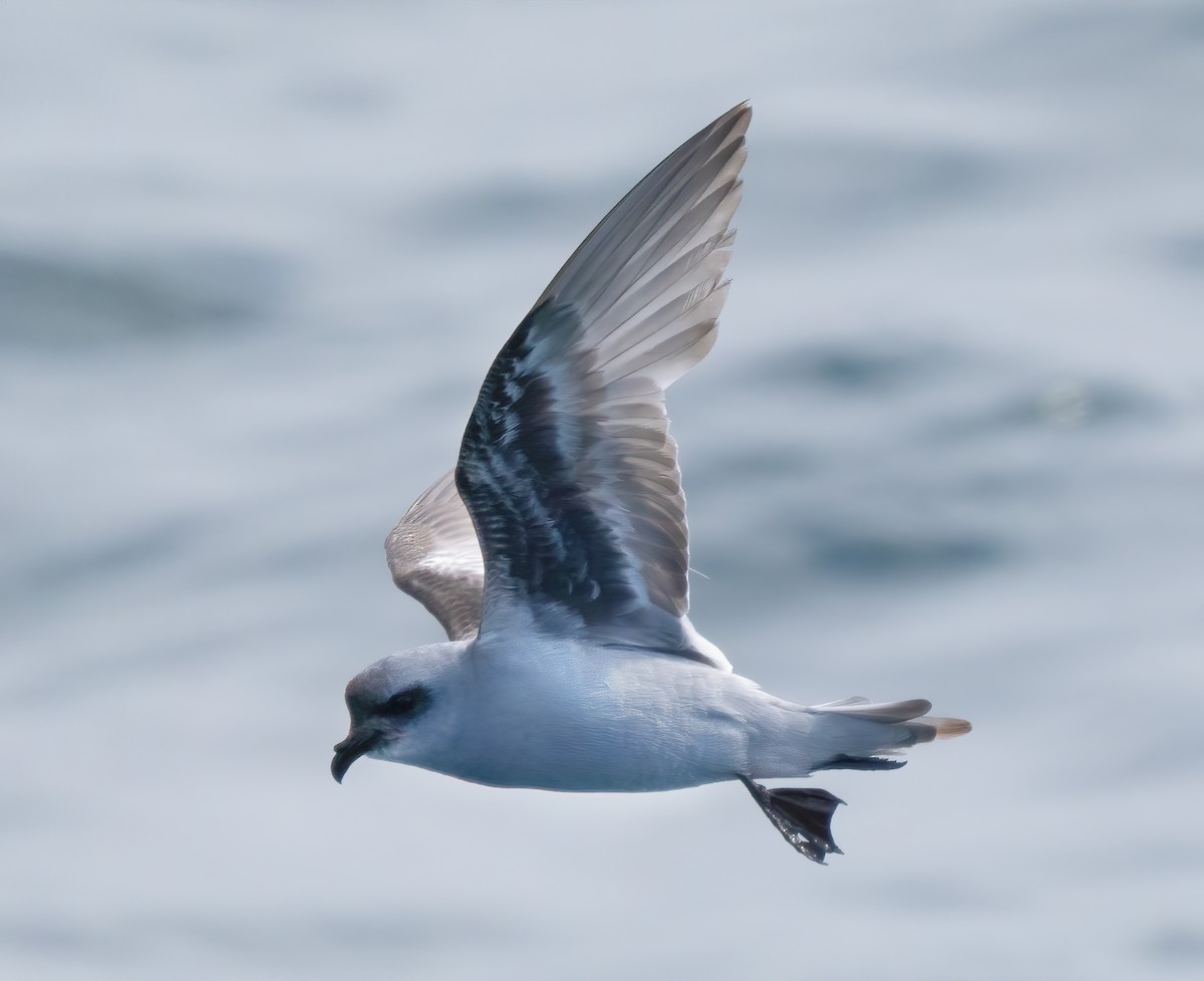 Fork-tailed Storm-Petrel - Mark Chappell