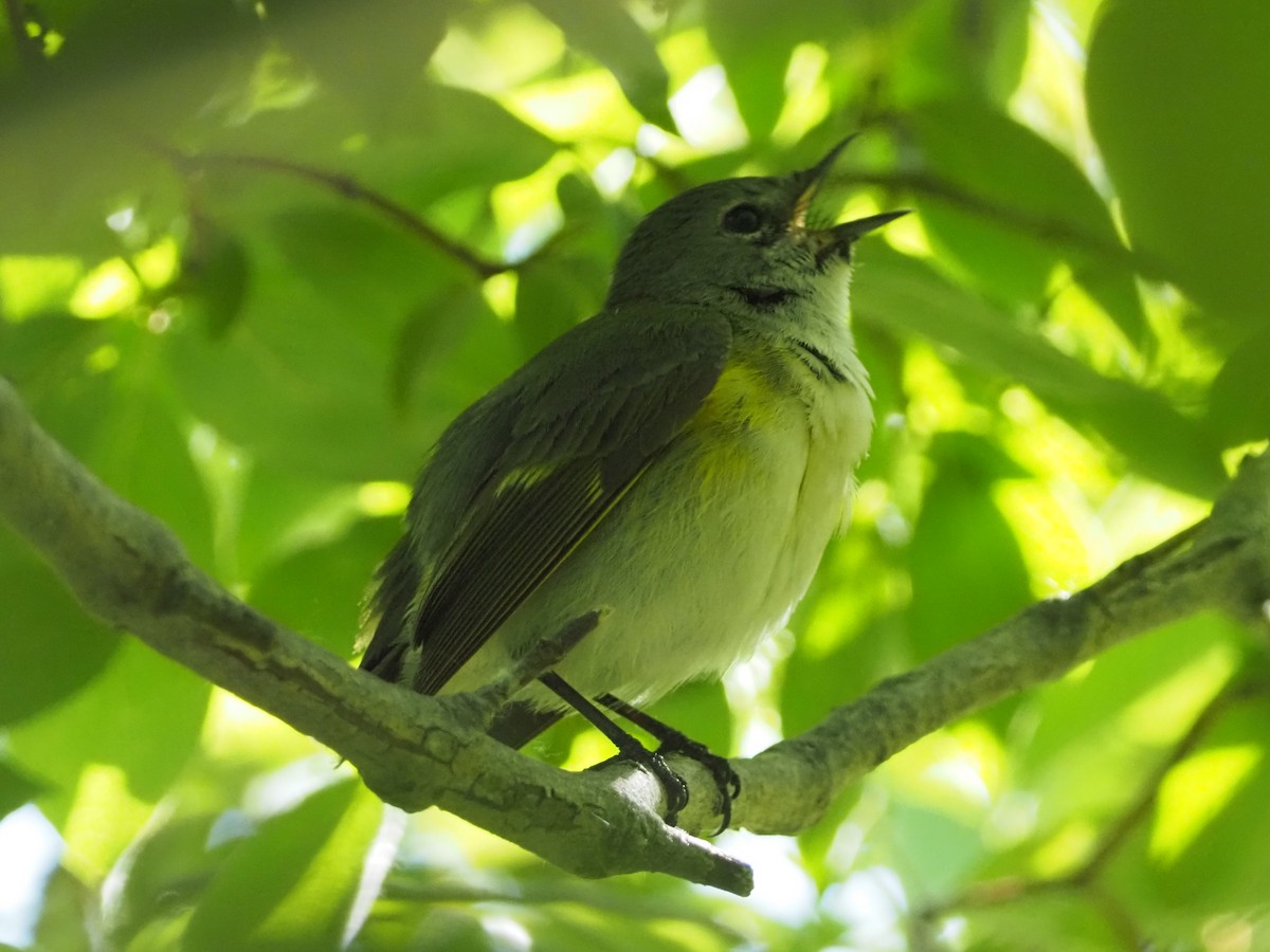 American Redstart - David Zook