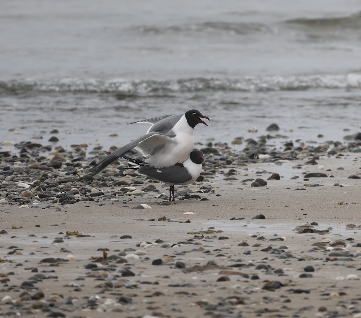 Laughing Gull - Ross Sormani