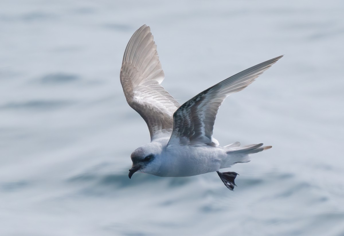 Fork-tailed Storm-Petrel - Mark Chappell