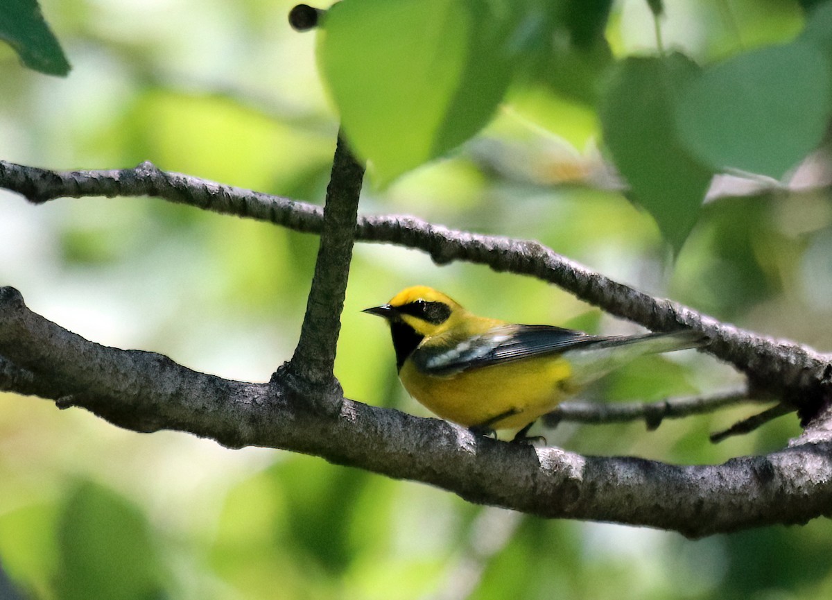 gullvingeparula x blåvingeparula (F2 backcross) - ML619506968