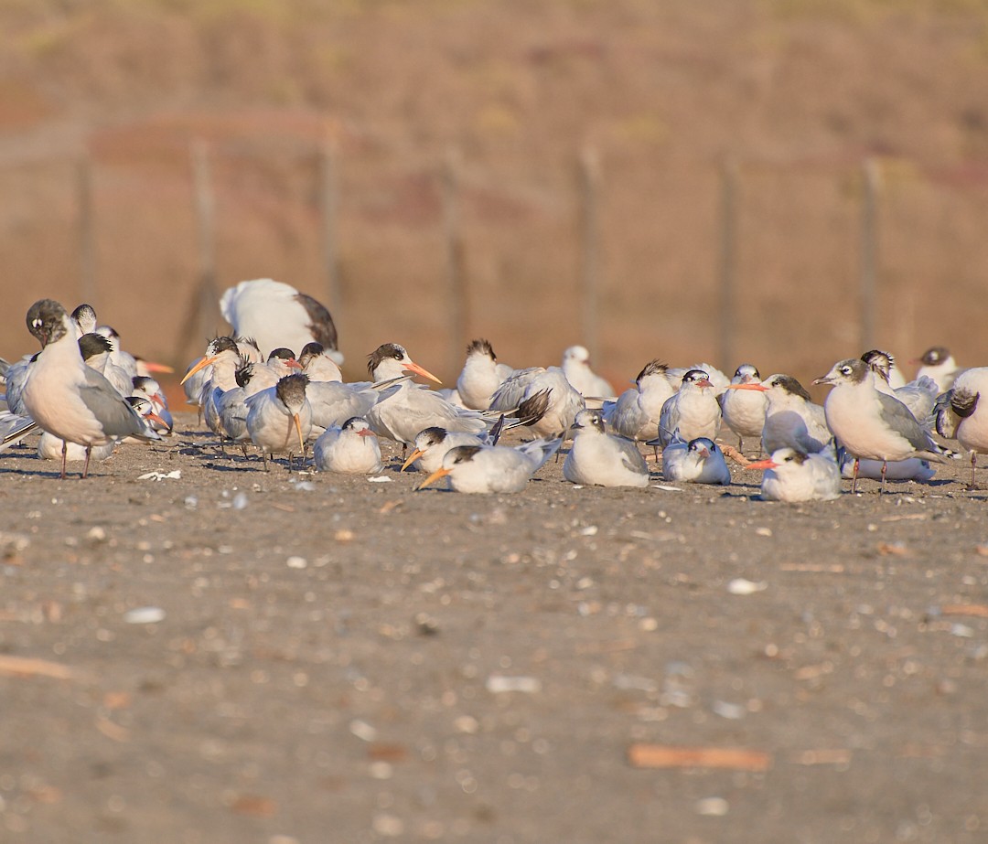 Elegant Tern - Angélica  Abarca