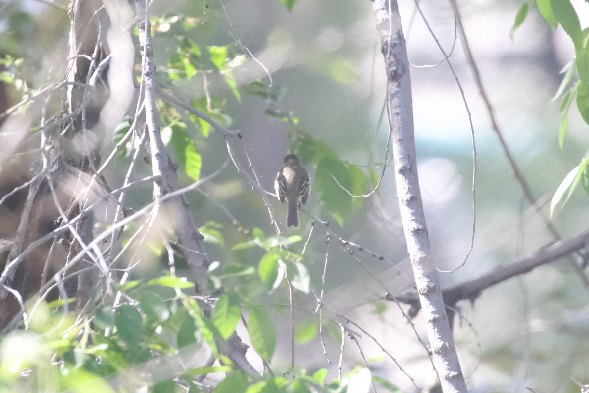 Least Flycatcher - ML619506976