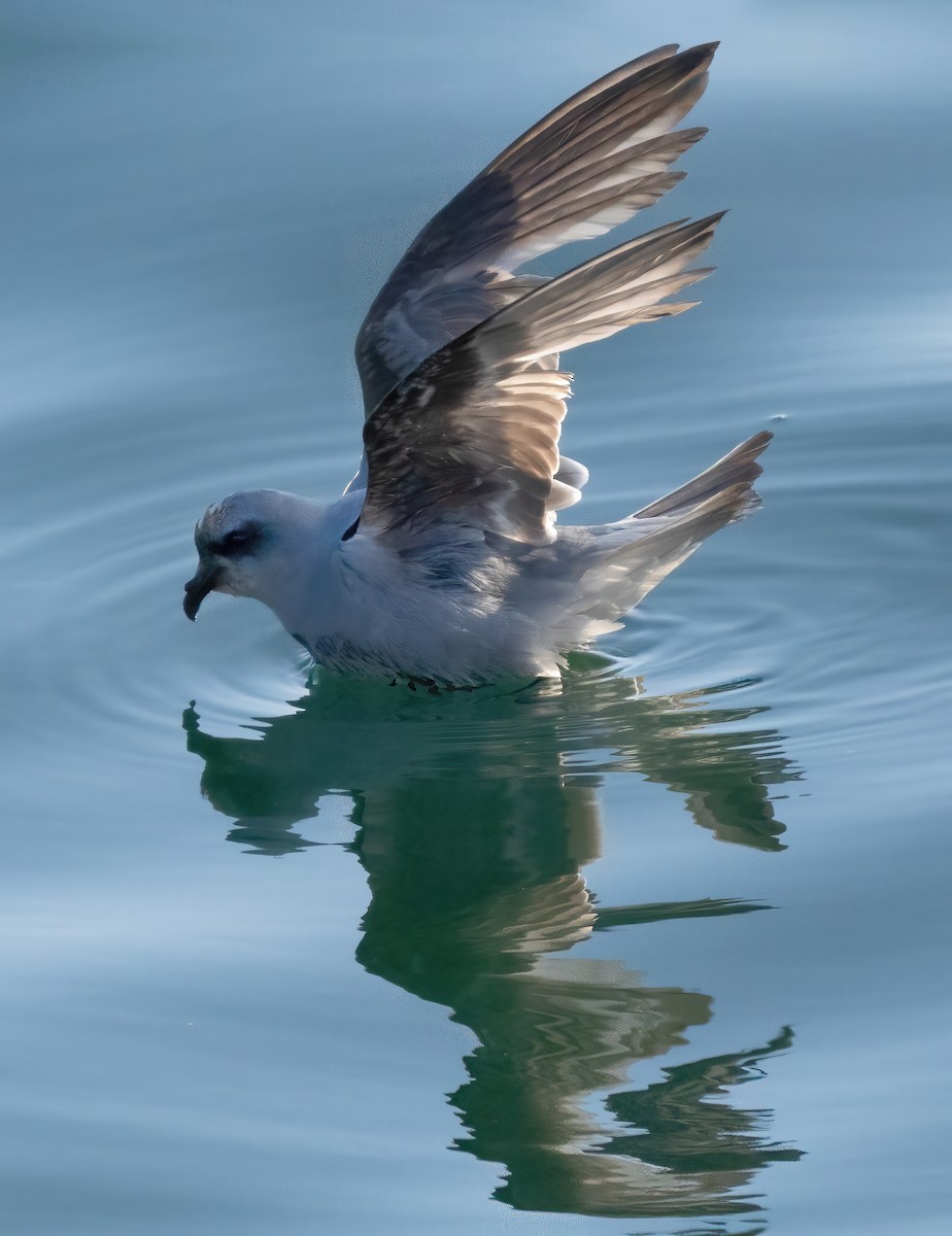 Fork-tailed Storm-Petrel - Mark Chappell