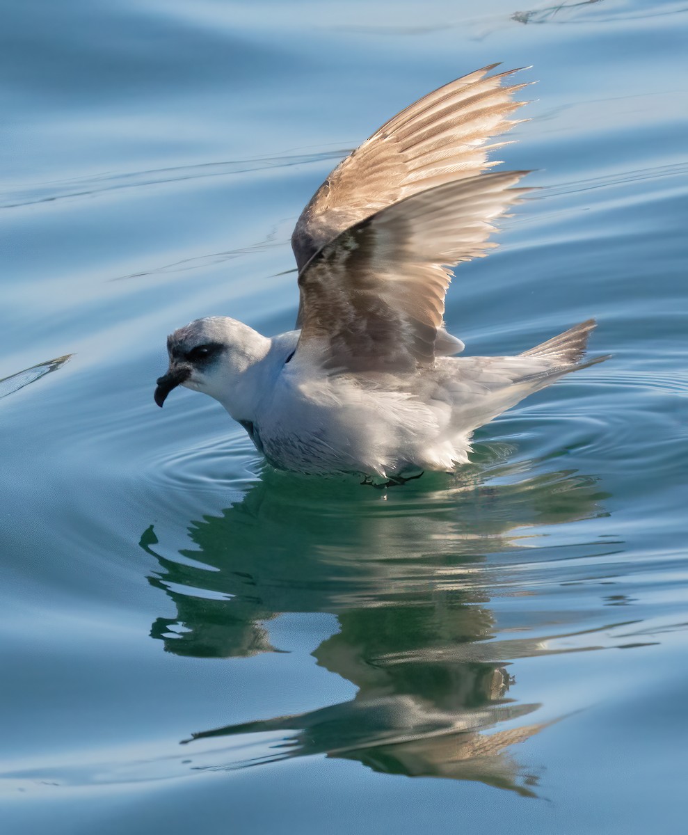 Fork-tailed Storm-Petrel - Mark Chappell