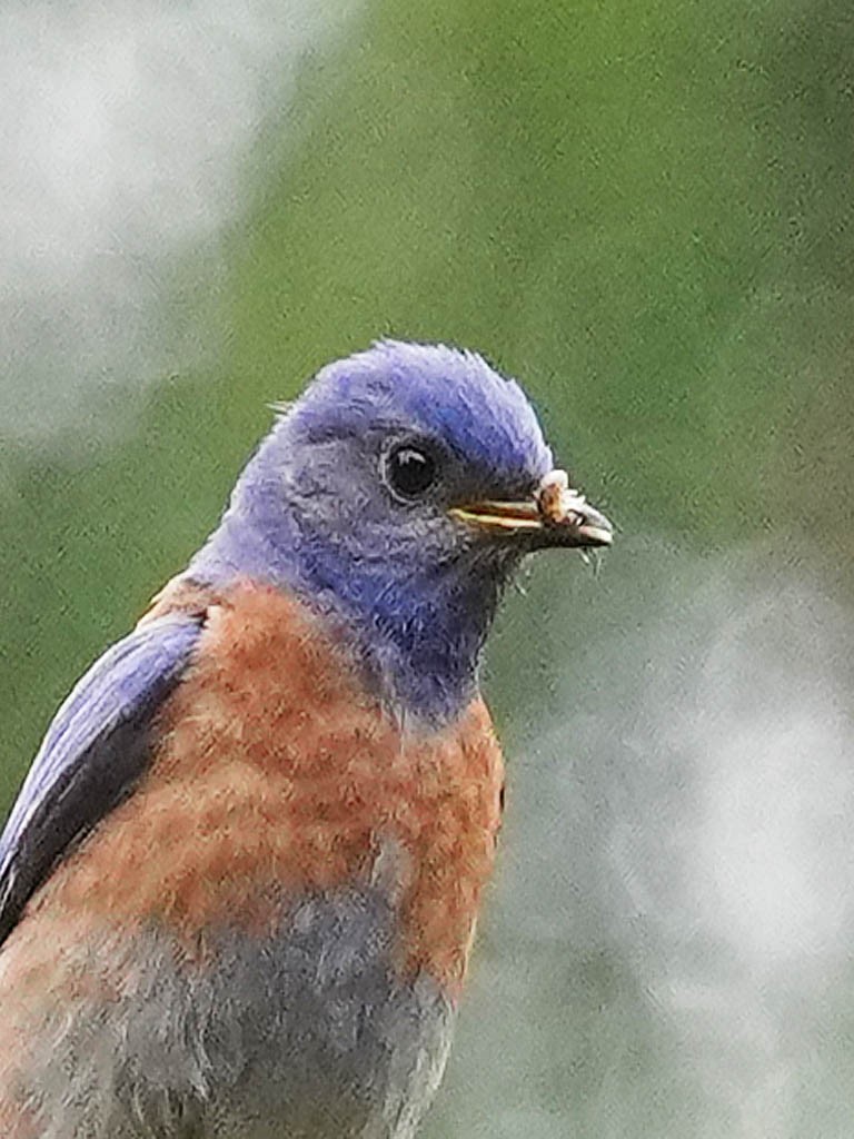 Western Bluebird - Tom Haglund