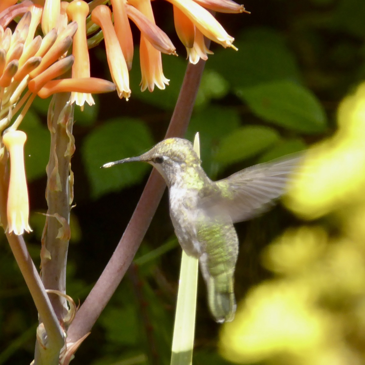 Anna's Hummingbird - Anonymous