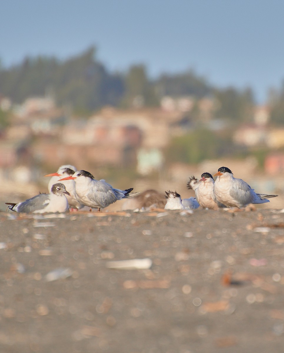 Elegant Tern - Angélica  Abarca