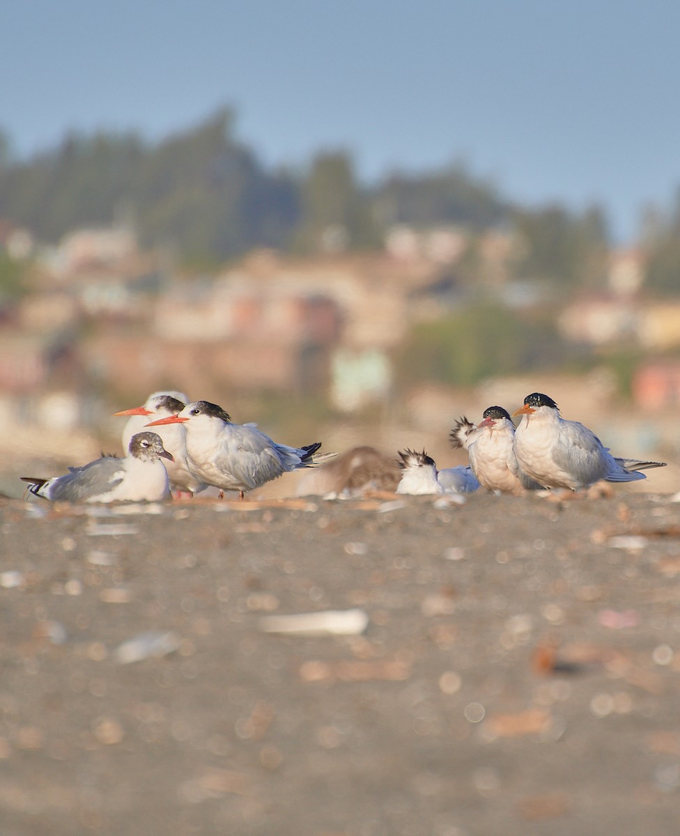 Elegant Tern - Angélica  Abarca