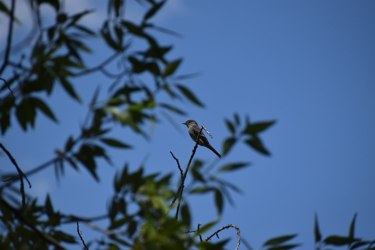 Gray Flycatcher - Isaiah Woodard