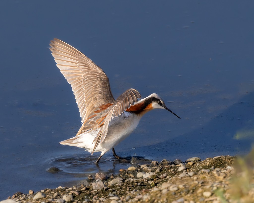 Wilson's Phalarope - Sherman Garnett