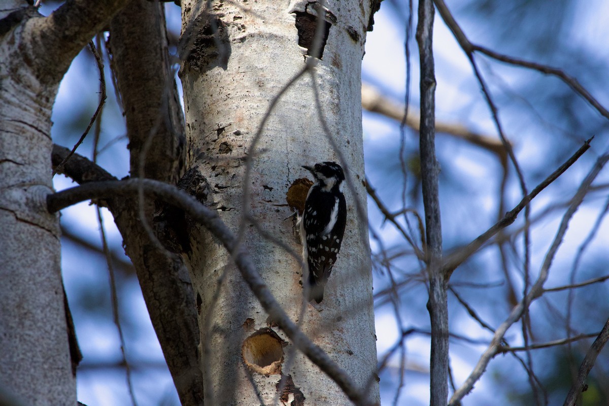 Downy Woodpecker - ML619507014