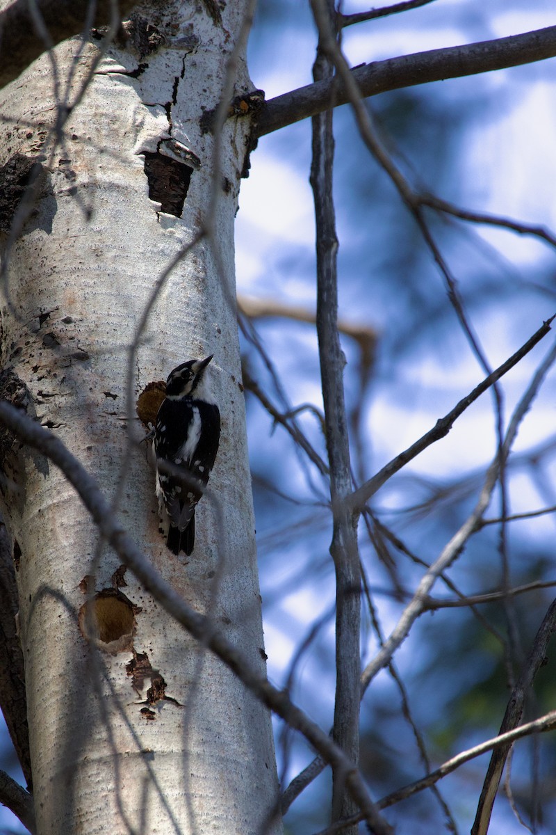 Downy Woodpecker - ML619507015