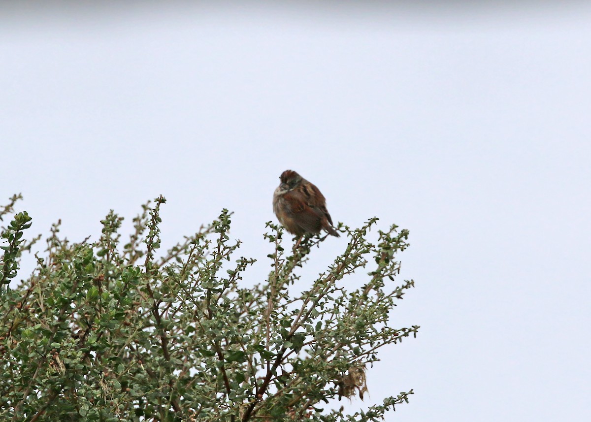 Swamp Sparrow - William Clark