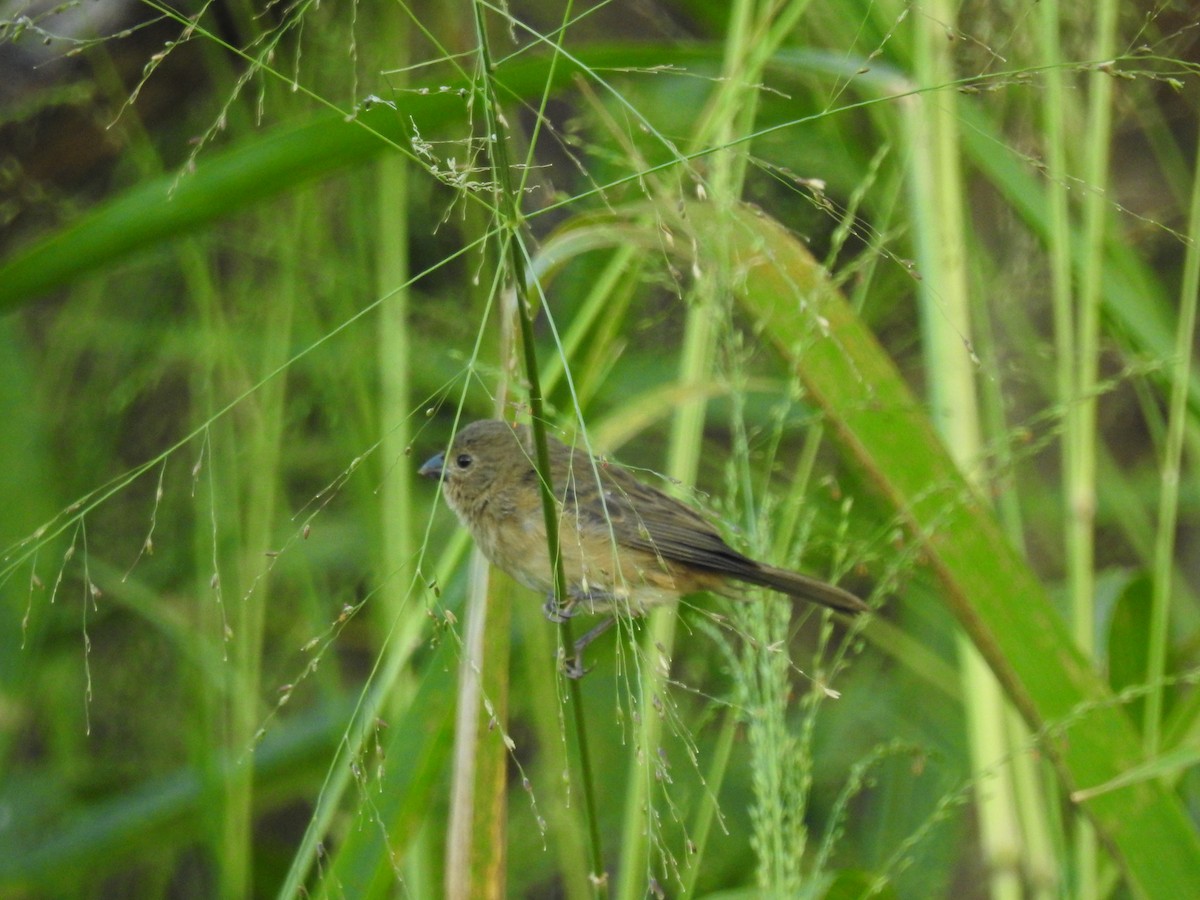 Copper Seedeater - Raul Afonso Pommer-Barbosa - Amazon Birdwatching