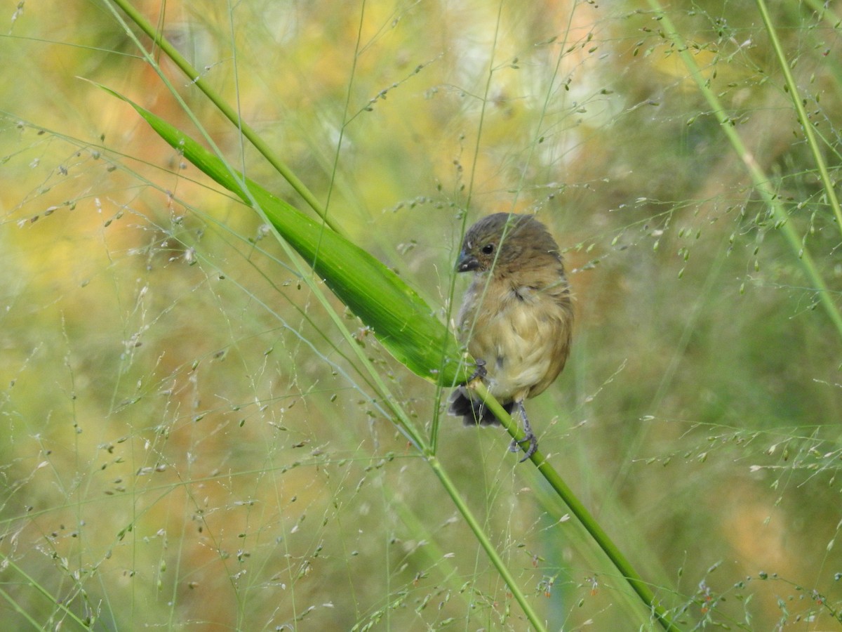 Copper Seedeater - Raul Afonso Pommer-Barbosa - Amazon Birdwatching