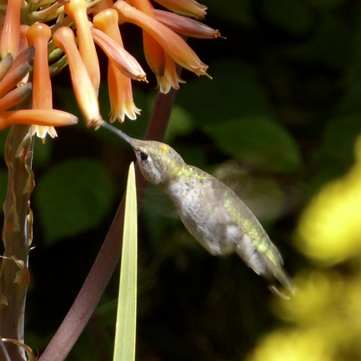 Anna's Hummingbird - Anonymous