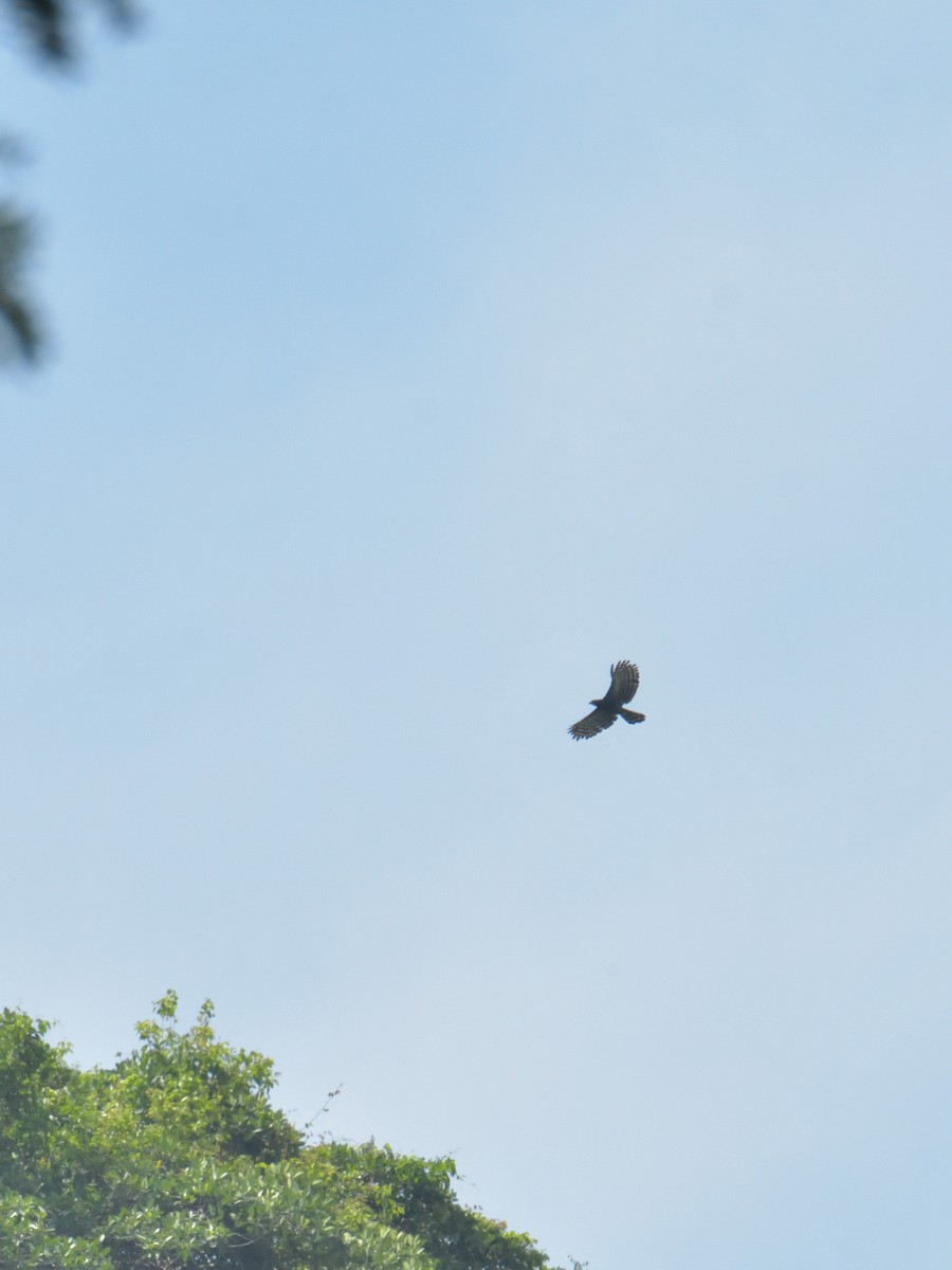 Águila Negra - ML619507028