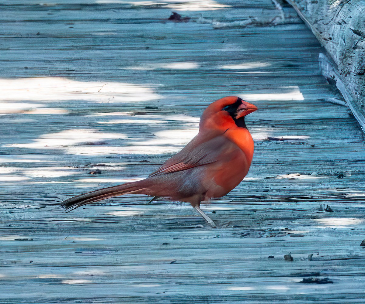 Cardinal rouge - ML619507030