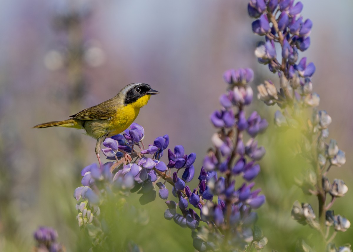 Common Yellowthroat - Dori Eldridge