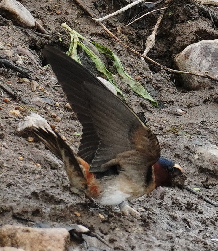 Cliff Swallow - Gary Fogerite