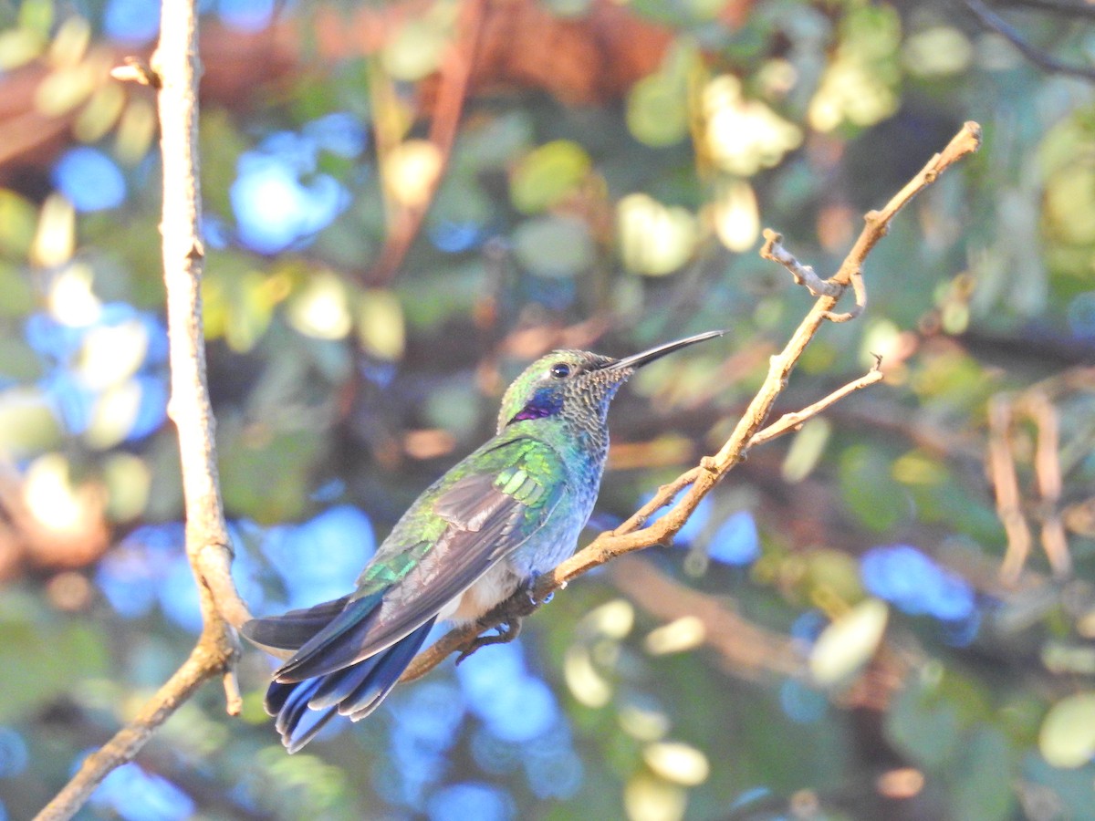 White-vented Violetear - Raul Afonso Pommer-Barbosa - Amazon Birdwatching
