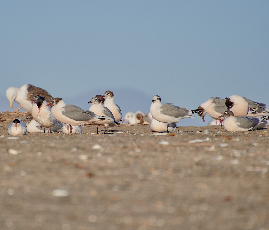 Franklin's Gull - Angélica  Abarca