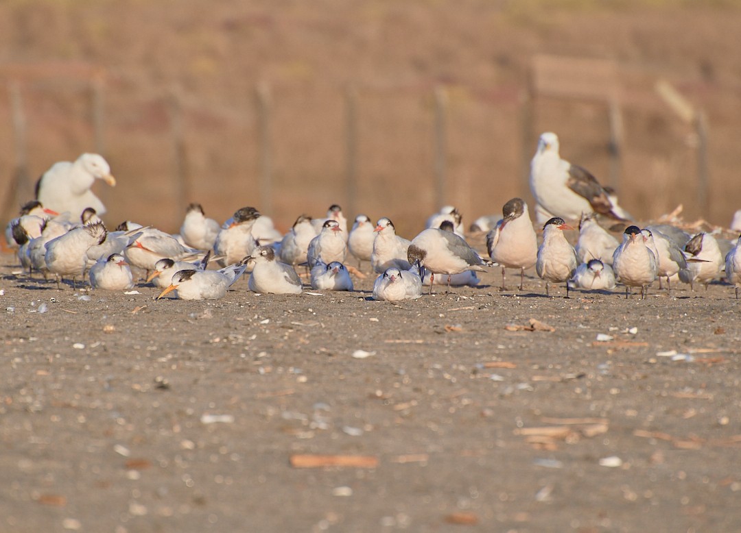 Franklin's Gull - Angélica  Abarca