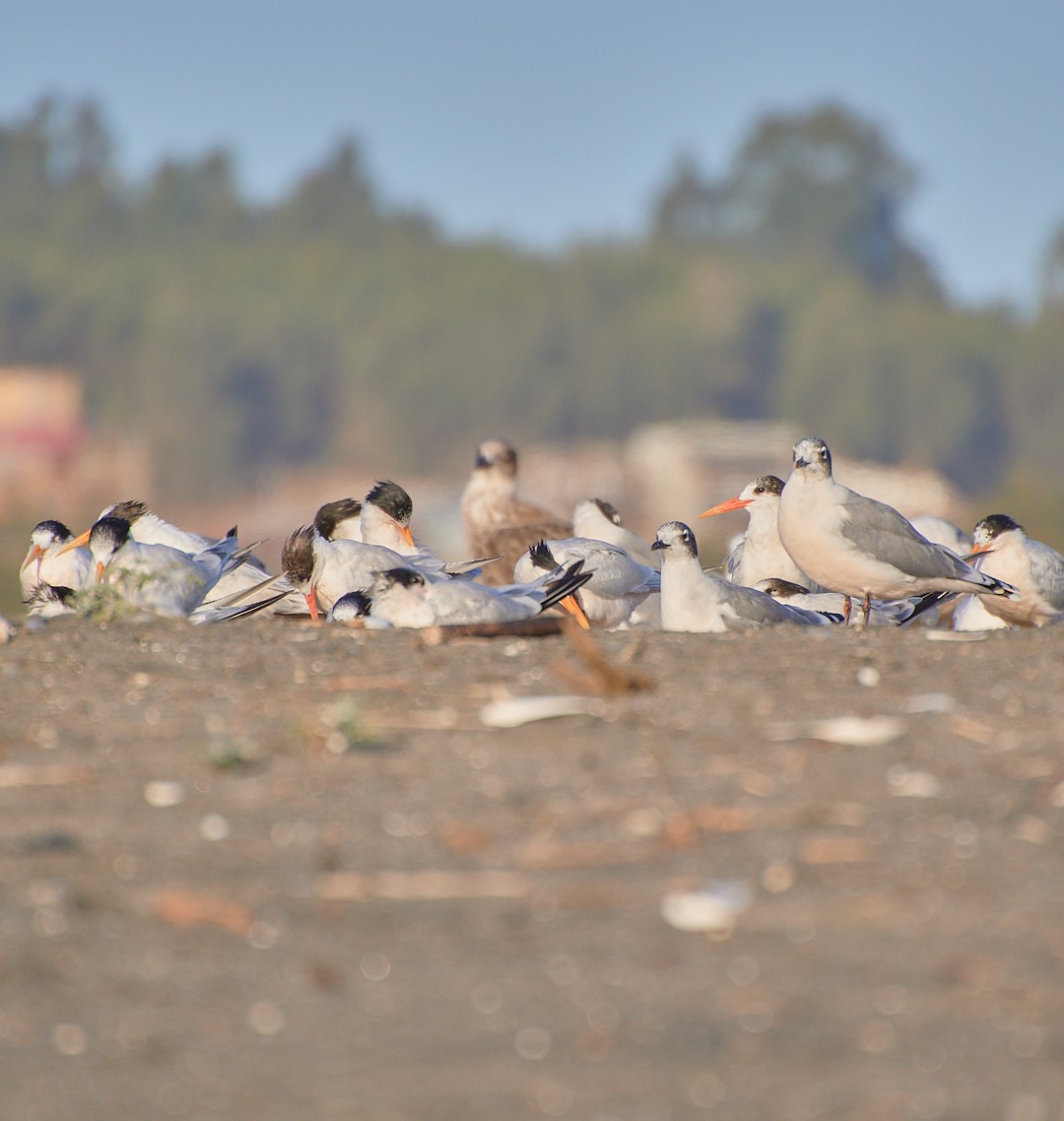 Franklin's Gull - Angélica  Abarca