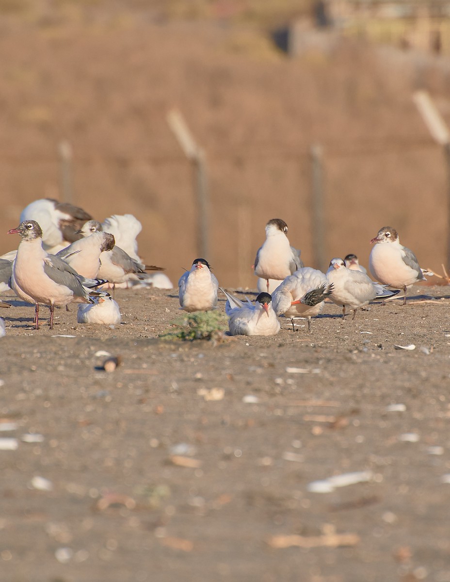 Franklin's Gull - Angélica  Abarca