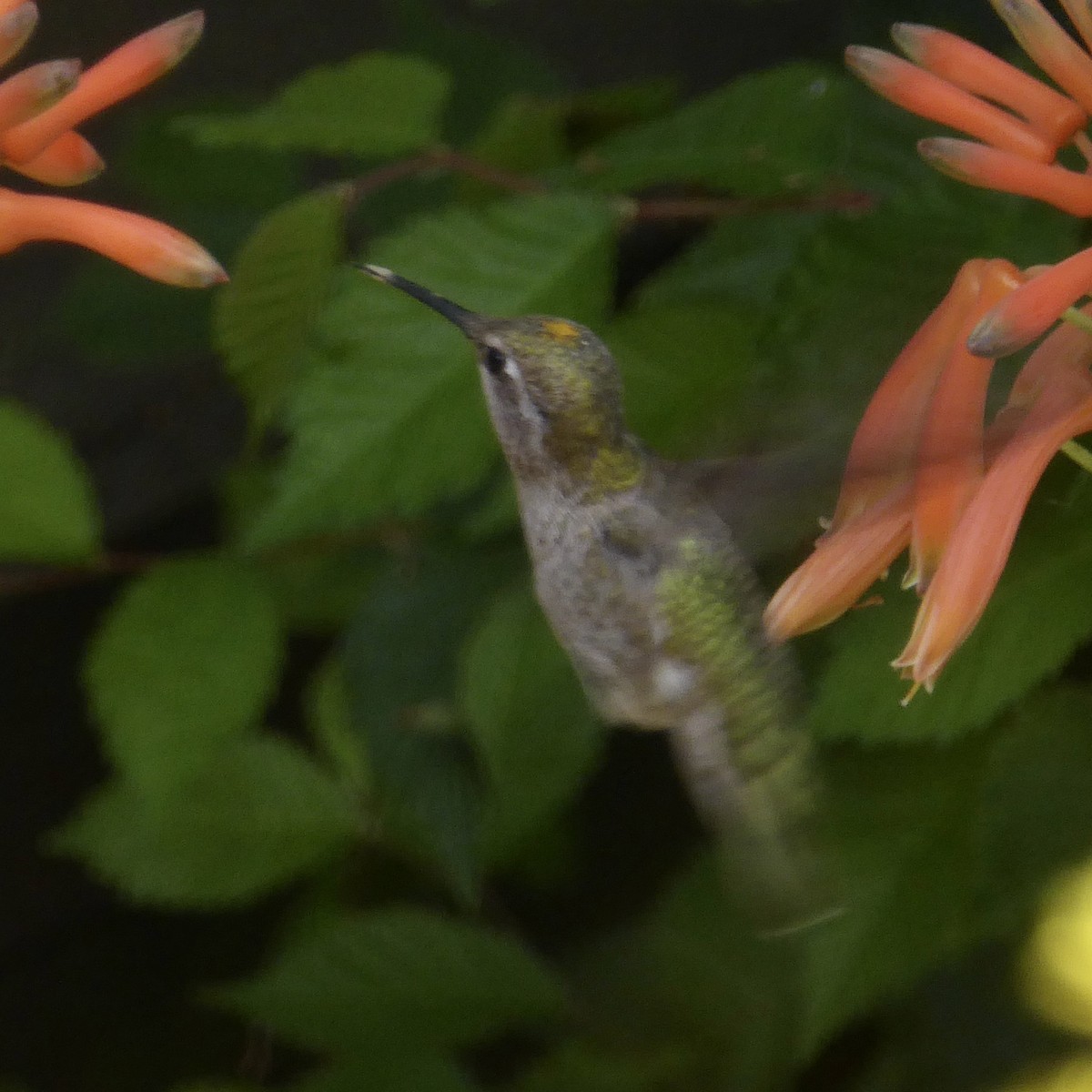 Anna's Hummingbird - Anonymous