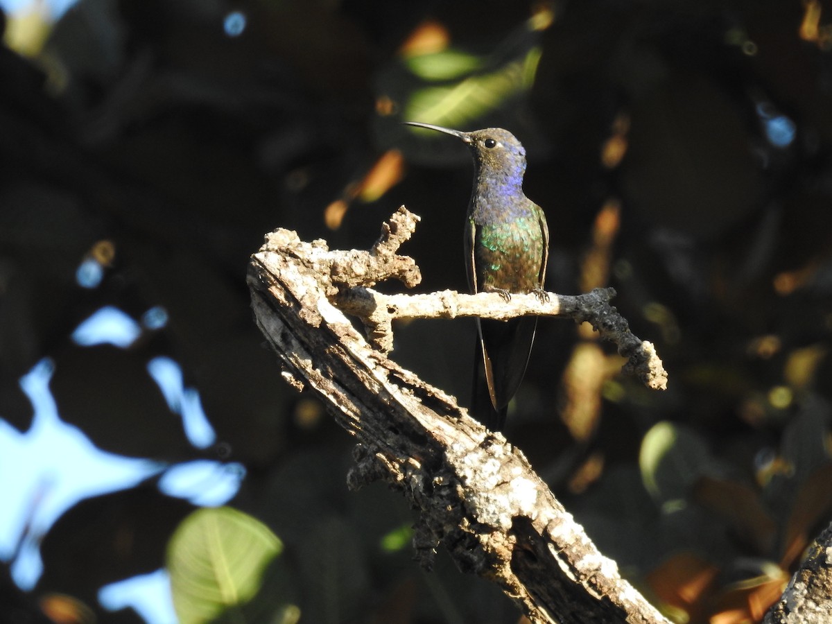 Swallow-tailed Hummingbird - Raul Afonso Pommer-Barbosa - Amazon Birdwatching