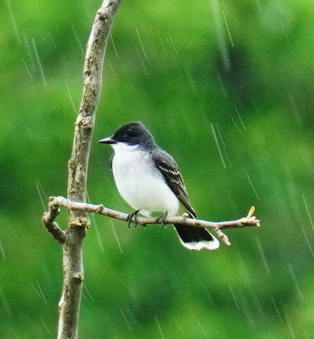 Eastern Kingbird - Gary Fogerite