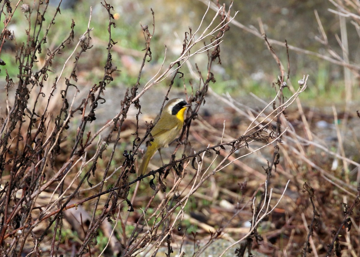 Common Yellowthroat - William Clark