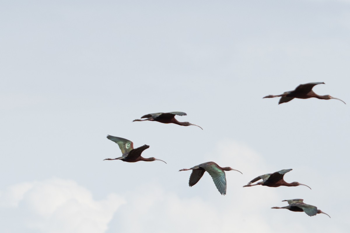 Glossy Ibis - ML619507051