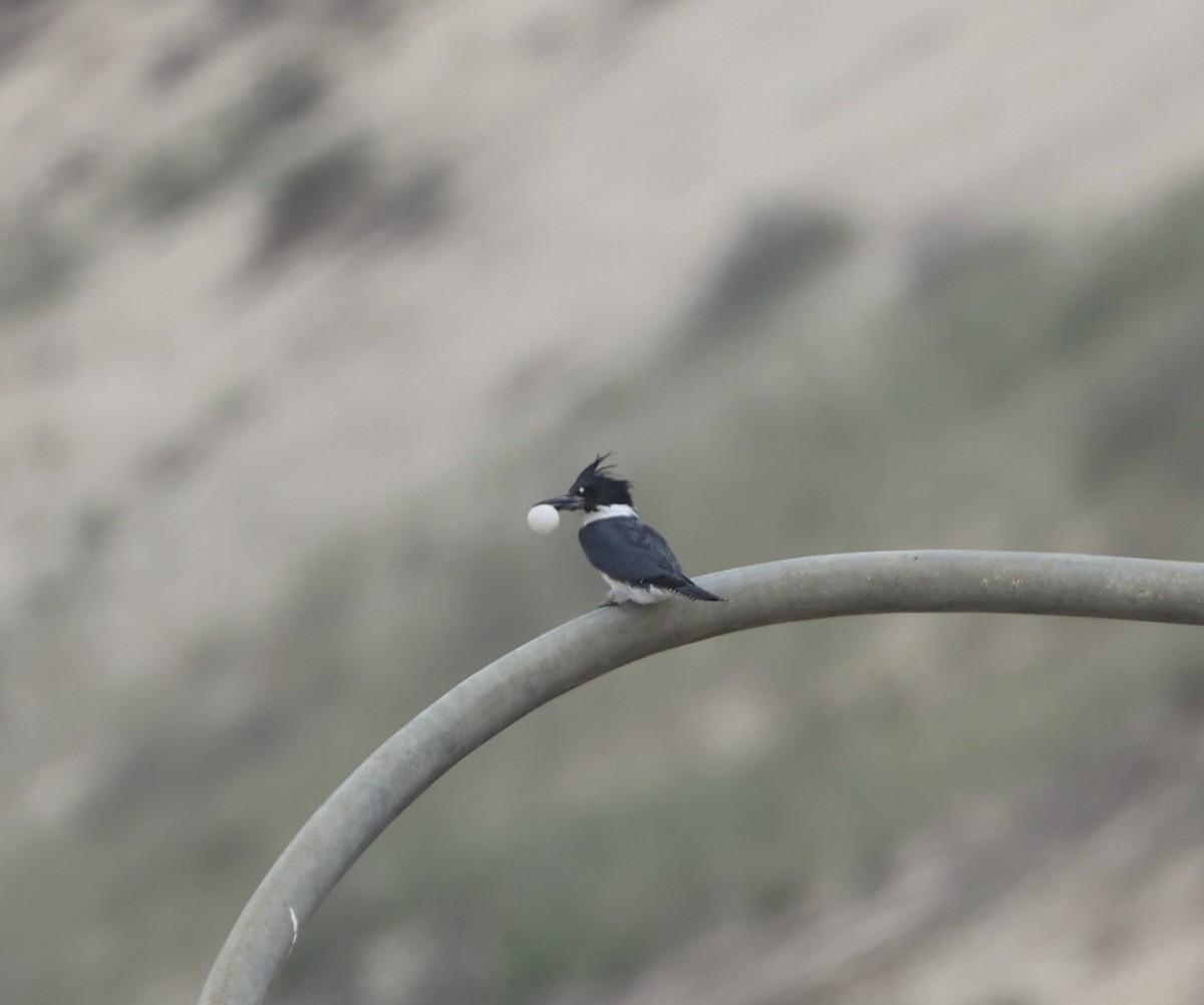 Belted Kingfisher - Ross Sormani