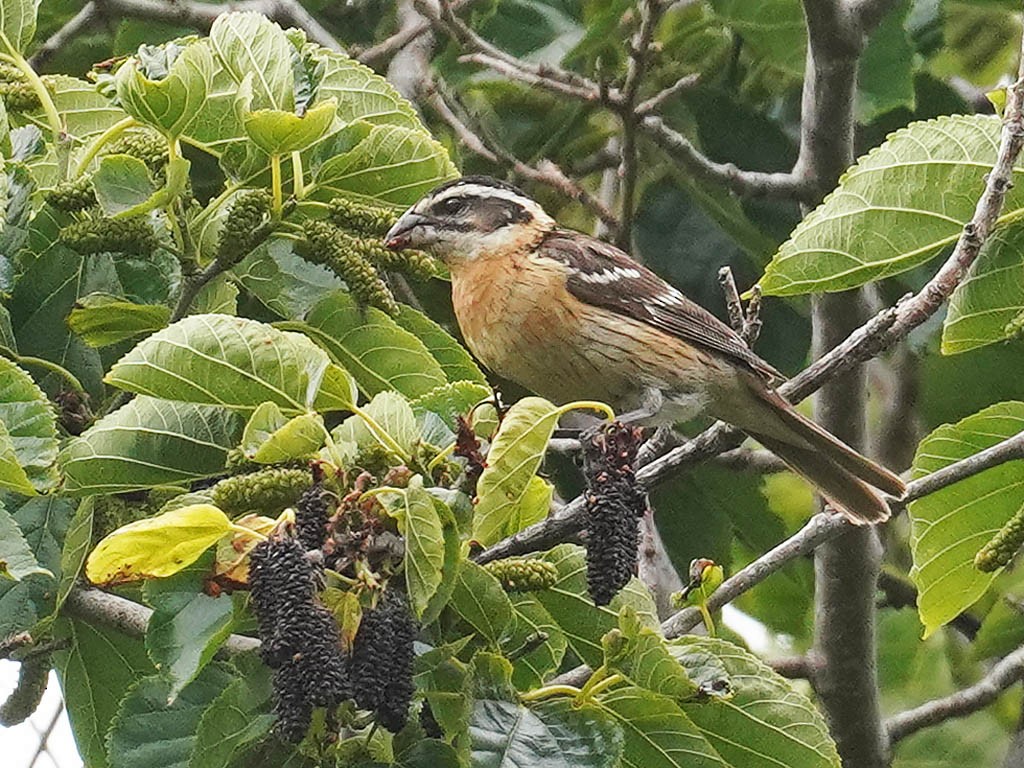 Black-headed Grosbeak - Tom Haglund