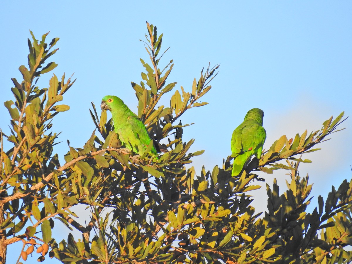 Turquoise-fronted Parrot - Raul Afonso Pommer-Barbosa - Amazon Birdwatching