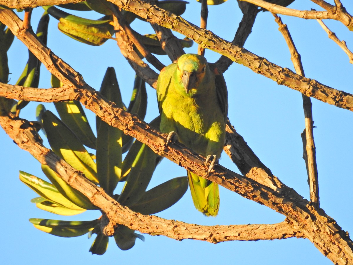 Turquoise-fronted Parrot - Raul Afonso Pommer-Barbosa - Amazon Birdwatching