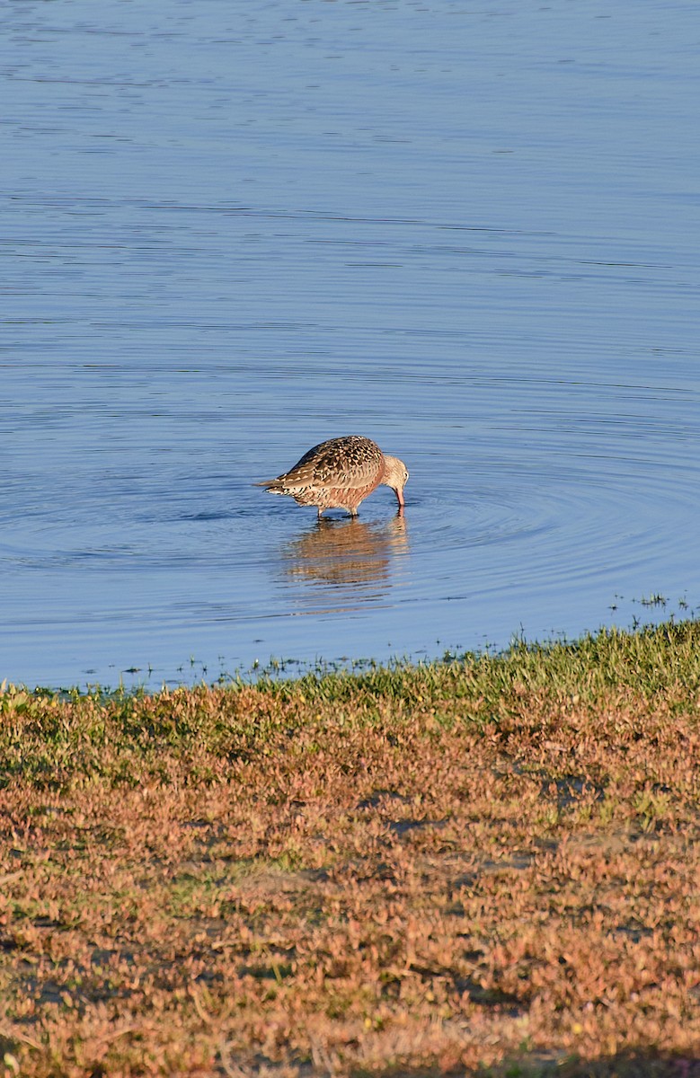 Hudsonian Godwit - Angélica  Abarca