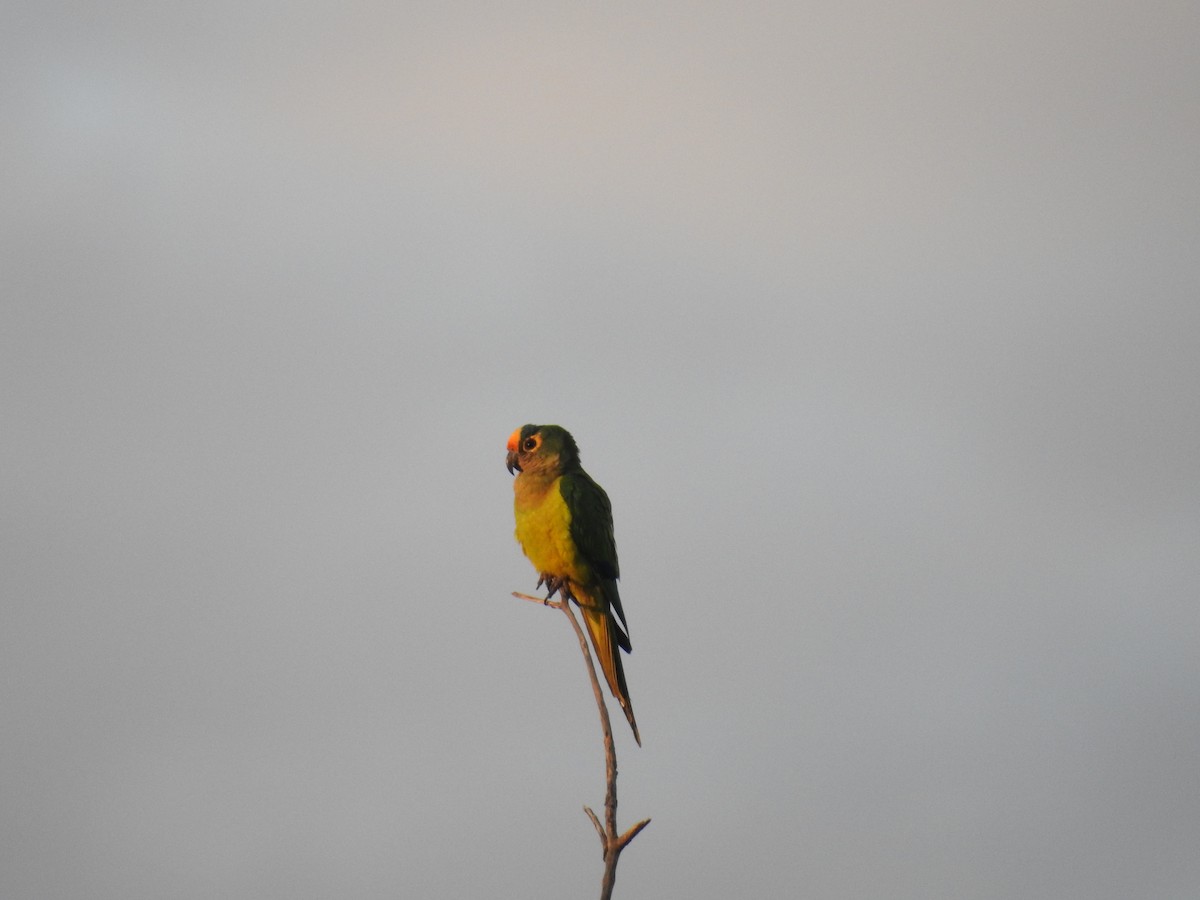 Peach-fronted Parakeet - Raul Afonso Pommer-Barbosa - Amazon Birdwatching
