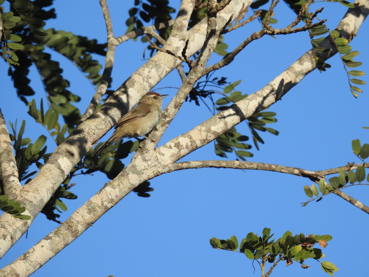 Rufous-fronted Thornbird - Raul Afonso Pommer-Barbosa - Amazon Birdwatching