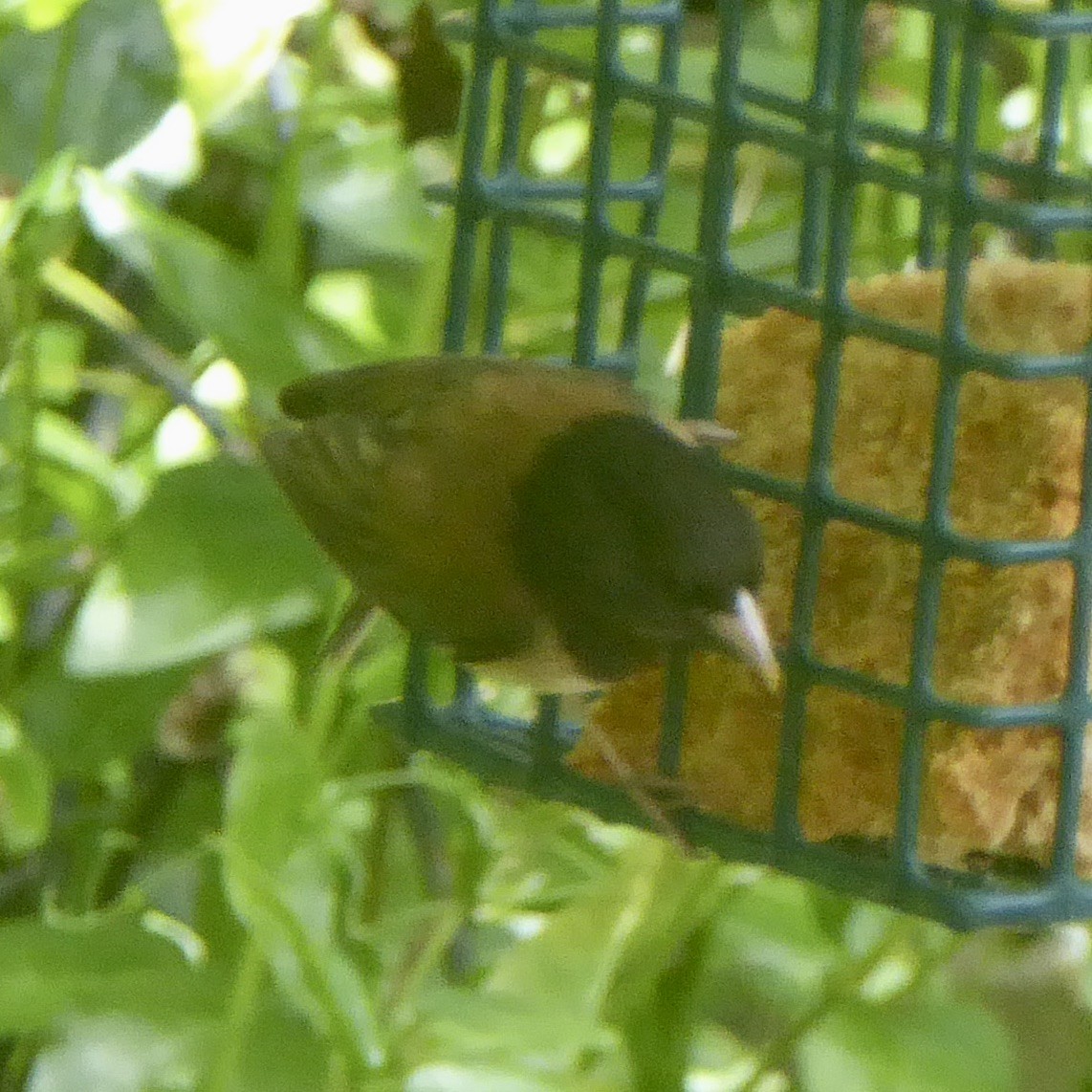 Dark-eyed Junco (Oregon) - Anonymous